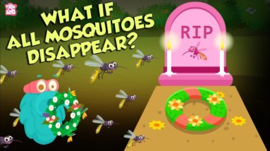What If All Mosquitoes Disappear? | World Without MOSQUITOES | The Dr Binocs Show | Peekaboo Kidz