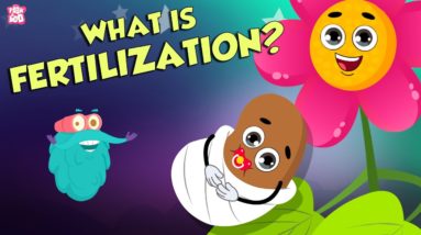 Formation Of Seed | What Is FERTILIZATION? | The Dr Binocs Show | Peekaboo Kidz