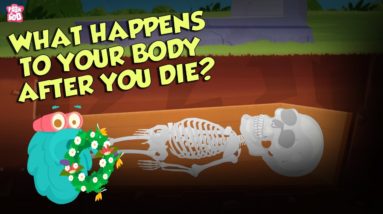 What Happens To Your Body After You Die? | Human Biology | The Dr Binocs Show | Peekaboo Kidz