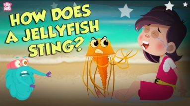 How Does A Jellyfish Sting? | Everything About Jellyfish | Dr Binocs Show | Peekaboo Kidz