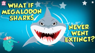 What If Megalodon Sharks Never Went Extinct? | The Megalodon | The Dr Binocs Show | Peekaboo Kidz