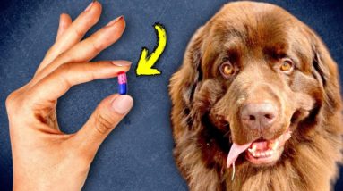 The Ultimate Trick To Giving Your Dog Meds