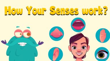 How Your Senses Work? | The Five Senses | The Dr Binocs Show | Peekaboo Kidz