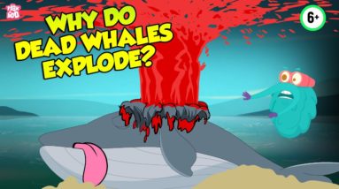 Why Do Dead Whales Explode? | Whale Explosion | The Dr Binocs Show | Peekaboo Kidz