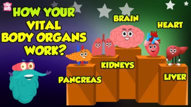 How Your Vital Organs Work? | Systems of The Human Body | The Dr Binocs Show | Peekaboo Kidz