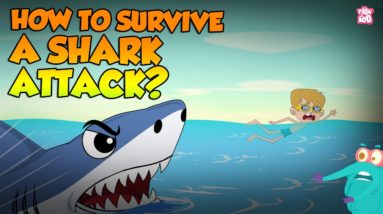 How To Survive A Shark Attack? | Shark Attack Survival Tips | The Dr Binocs Show | Peekaboo Kidz