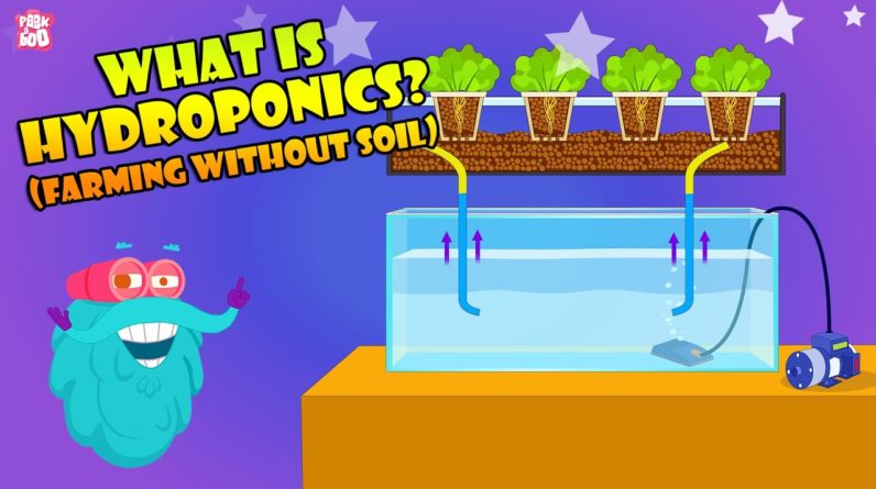 How To Grow Plants Without Soil? | Hydroponic Farming At Home | The Dr Binocs Show | Peekaboo Kidz