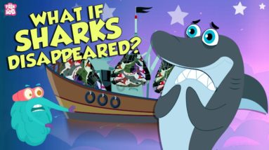 Extinction Of Sharks | What If Sharks Disappeared? | The Dr Binocs Show | Peekaboo Kidz