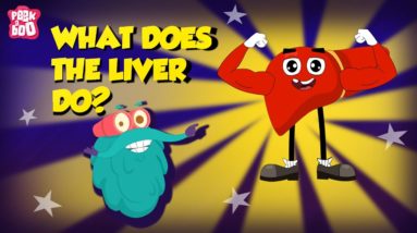 Functions Of A Liver | What Does The Liver Do? | The Dr Binocs Show | Peekaboo Kidz