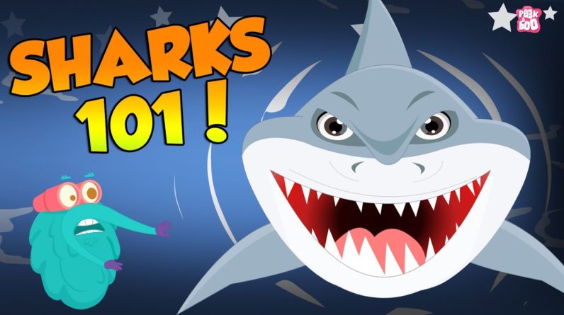 Sharks 101 | Shark Facts | The Dr Binocs Show | Peekaboo Kidz