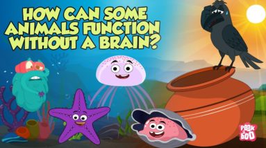 How Some Animals Function With No Brain | Animals Without Brains | The Dr Binocs Show |Peekaboo Kidz