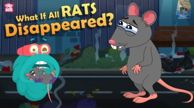 What If All The Rats Disappeared? | World Without RATS | The Dr Binocs Show | Peekaboo Kidz