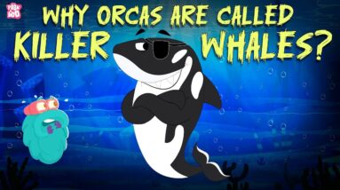 Why Orcas Are Called Killer Whales? | How Mighty Orcas Hunt There Prey? | Learn All About Orcas