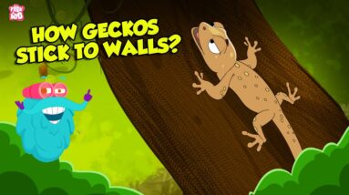How do Geckos Stick to Walls? | What is Electronegativity? | Superpower of Geckos | Dr Binocs Show
