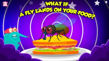 What Happens When A Fly Lands On Your Food? | How Flies Eat Their Food? | The Dr. Binocs Show
