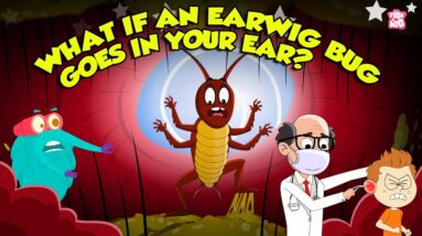 Earwigs! Are They Dangerous? | What Happens if an Earwig Gets in Your Ear? | Dr. Binocs Show