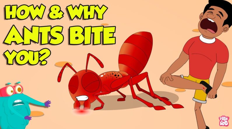 How Do Ants Bite? | Why Do Ants Bite Humans? | Fire Ant Sting | The Dr. Binocs Show