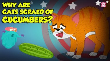 Why are Cats Scared of Cucumbers? | Cats vs Cucumber | Funny Scared Kitty | The Dr. Binocs Show